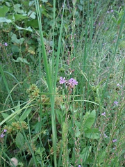lythrum californicum